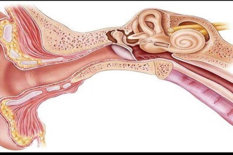Avoid Ignoring Ear Infections Because They Can Cause Permanent Hearing Loss And Other Issues 