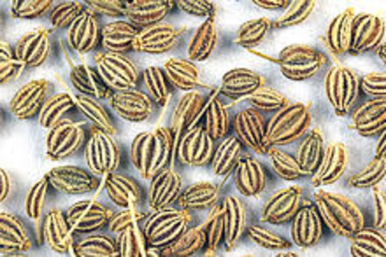 Recognize the advantages of carom seeds for your health 