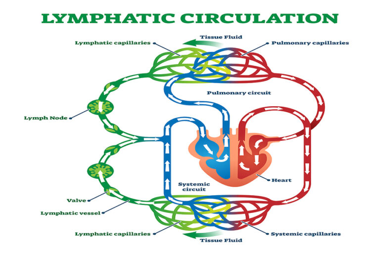 What is lymph and lymphatic system, and what role do they play in your body?